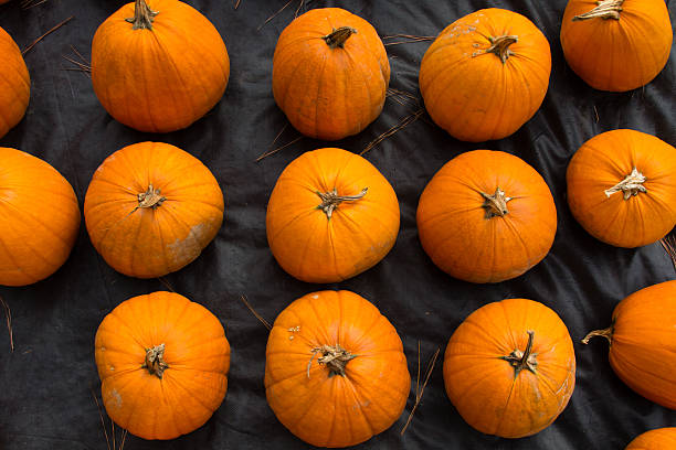 Pumpkins In A Grid