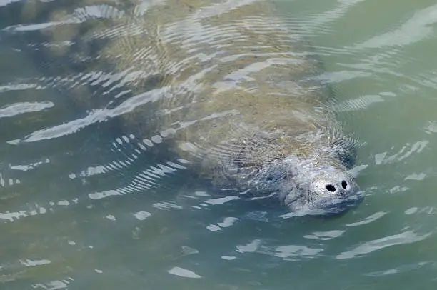 A West Indian Manatee with nostrils out of water to take a breath. A Florida manatee  (Trichechus manatus latirostris),