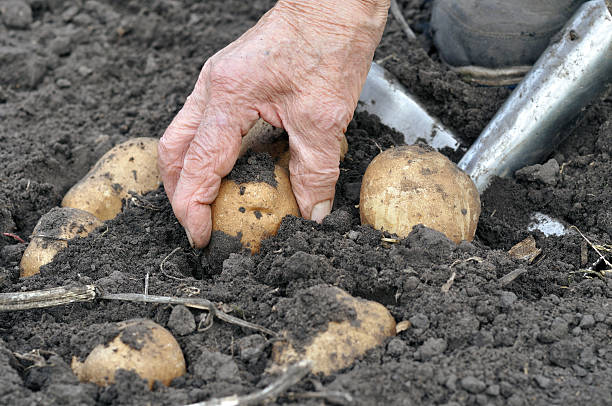 senior frau ernten kartoffeln - root vegetable picking monoculture nutrient stock-fotos und bilder