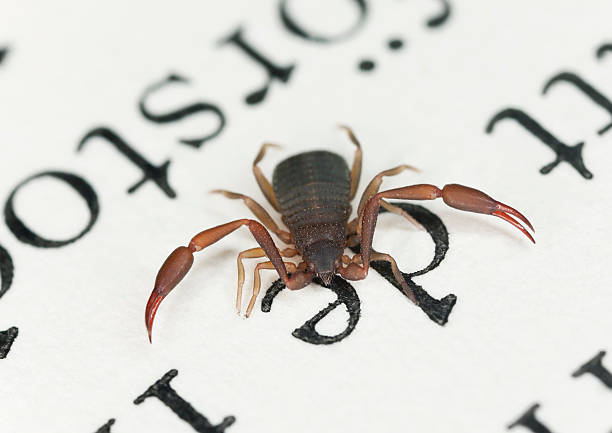 Bookscorpion or psuedoscorpion sitting on book Bookscorpion or psuedoscorpion sitting on book, extreme close-up pseudoscorpion stock pictures, royalty-free photos & images