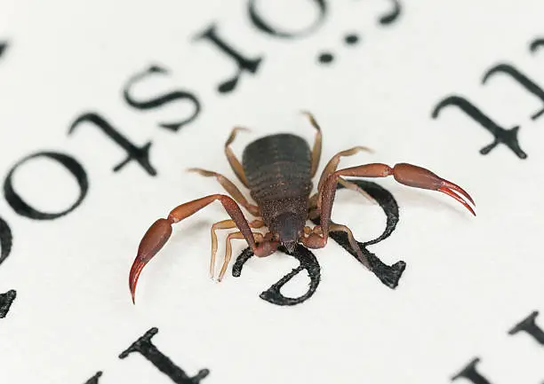 Photo of Bookscorpion or psuedoscorpion sitting on book