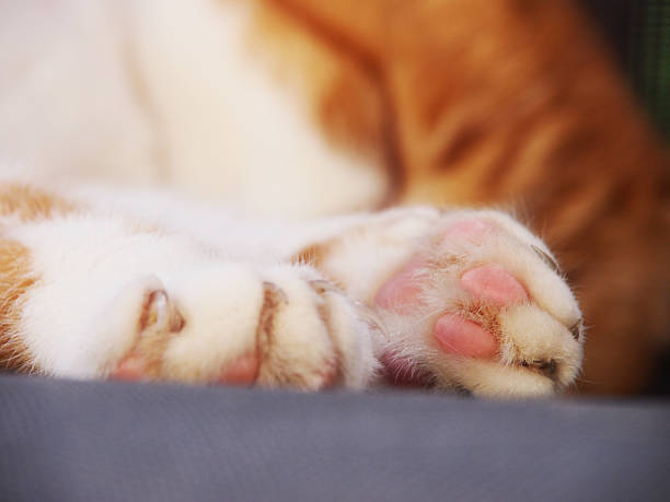 gato dormido - schlafend fotografías e imágenes de stock