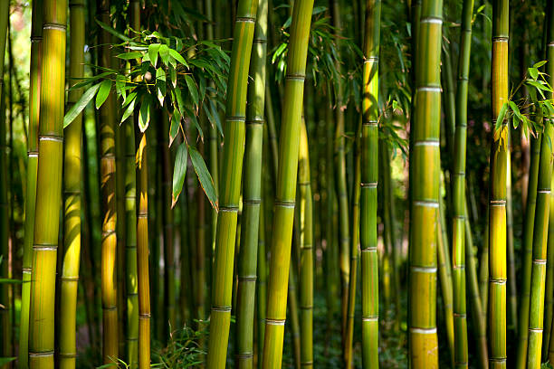 il bambù - giant bamboo foto e immagini stock