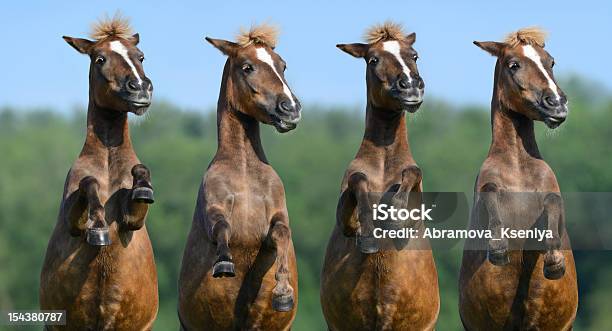 Cztery Tylne Szczaw Highland Kuce - zdjęcia stockowe i więcej obrazów Stawać dęba - Stawać dęba, Koń, Cztery zwierzęta