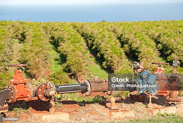 Photo libre de droit de Usines Darrosage Et Du Café Sur Lîle De Maui banque d'images et plus d'images libres de droit de Café - Culture agricole - Café - Culture agricole, Équipement d'irrigation, Agriculture