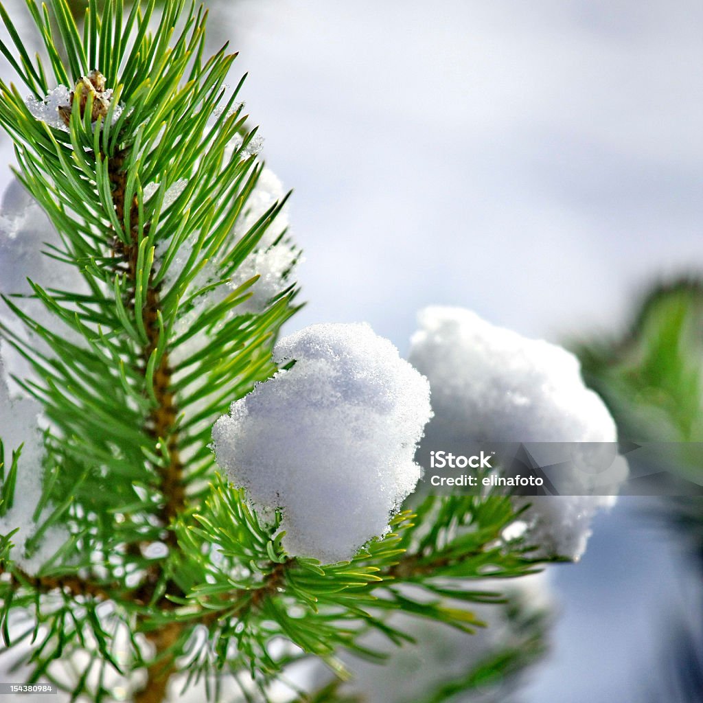 Frost auf Pine - Lizenzfrei Abstrakt Stock-Foto