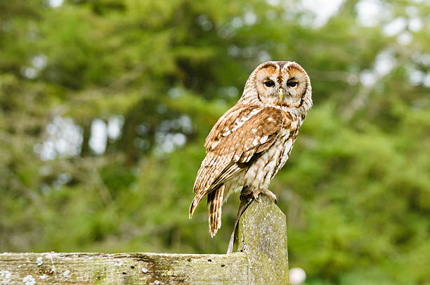 Tawny Owl on fence stock photo