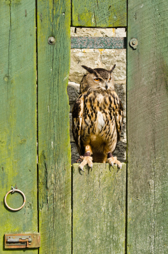Eurasian Eagle Owl (bubo bubo) perched on barn door also called European Eagle Owl