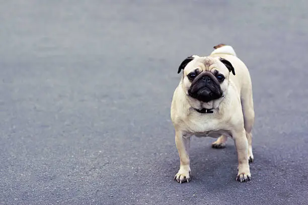 Pug dog on the walk