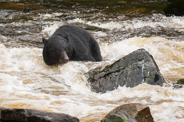 istock Black Bear Fishing in Alaskan Stream 154383542