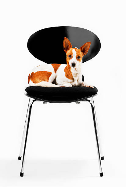 istock Purebred Dog on Chair 154384294
