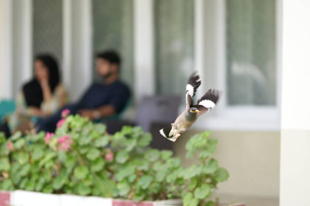 Bird heading towards the garden