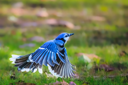 Blue Jay.  A bluebird is flying up from green grass ground in the autumn afternoon.