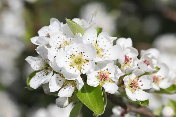 pear blossoms 