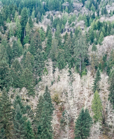 Railroad trestle through trees on hillside