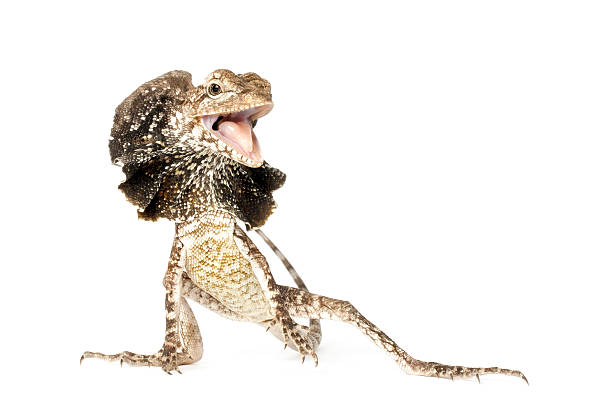 istock Frilled Dragon - Chlamydosaurus kingii 154386483