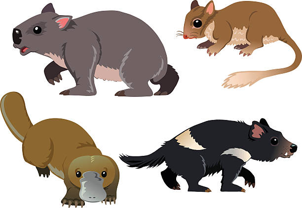 illustrazioni stock, clip art, cartoni animati e icone di tendenza di cartoni animati di quattro nativo animali australiano - vombato