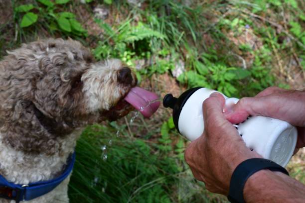 istock A Lagotto Romagnolo dog drinking from a bottle 1543870458
