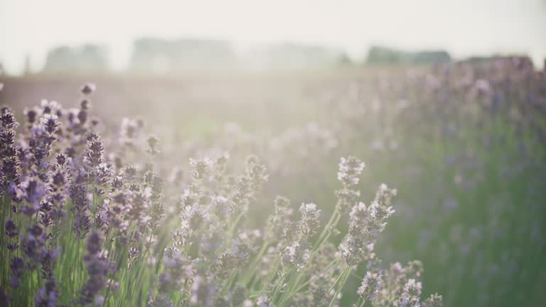 Purple lavender flowers on a meadow at dusk. Human hand reaching for the flowers