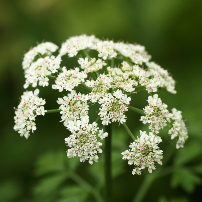 Soft and lush white Angelica flowers, shallow focus. Square format.