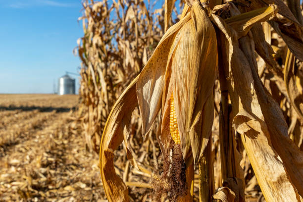 maisfeld während der herbsternte mit getreidelagerbehälter im hintergrund. maiserntesaison, landwirtschaft und landwirtschaftskonzept. - autumn corn corn crop field stock-fotos und bilder