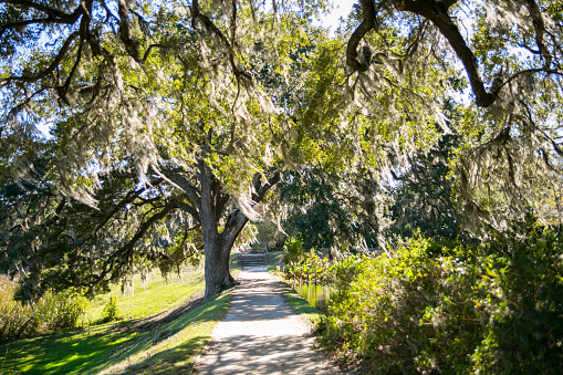 Oak trees in the swamps near Charleston, South Carolina.