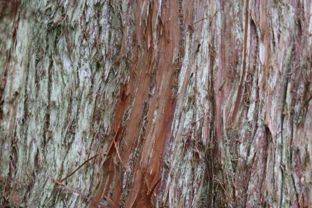 Close up of Japanese red cedar or cryptomeria japonica bark Close up of Japanese red cedar or cryptomeria japonica bark cryptomeria stock pictures, royalty-free photos & images