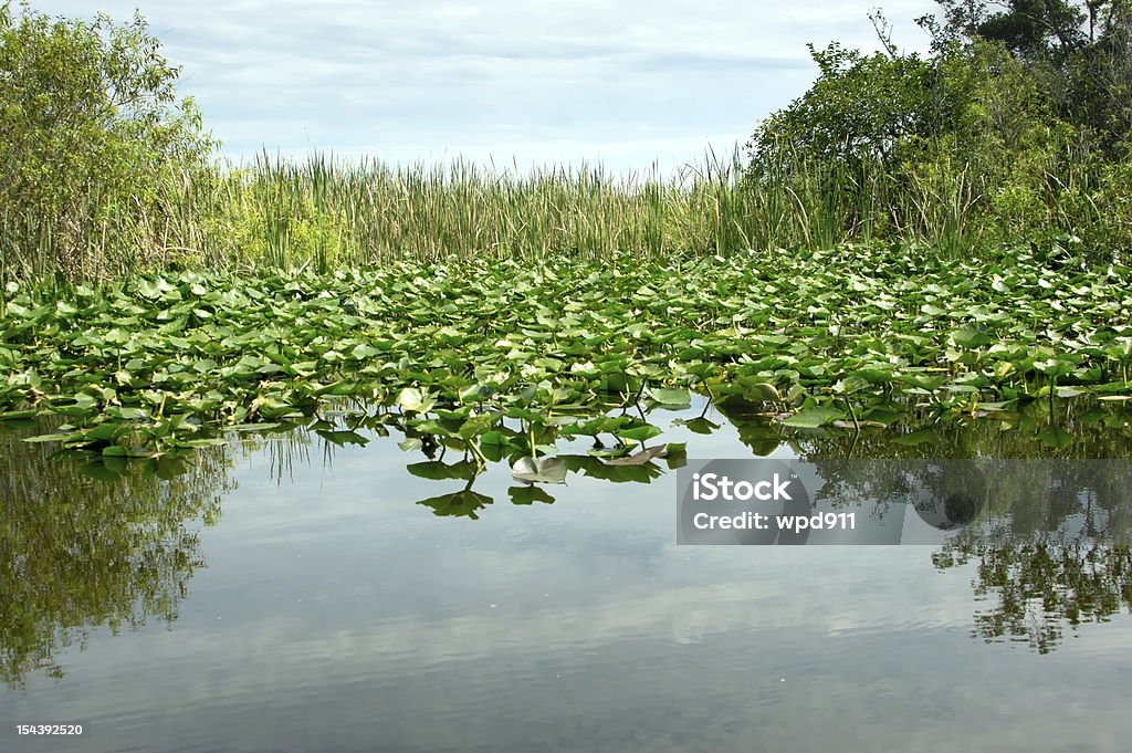 Florida Everglades - Zbiór zdjęć royalty-free (Aligator)