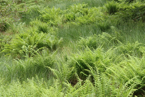 Large area of ferns in a woodland
