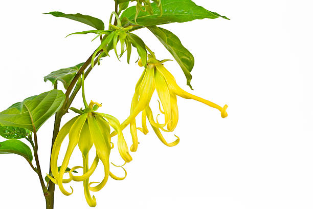 Ylang-Ylang Flower Ylang-Ylang Flower on white background ylang ylang stock pictures, royalty-free photos & images