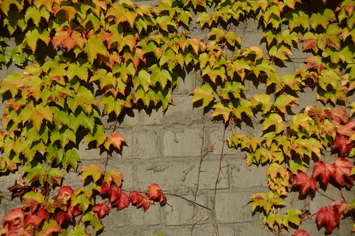 background of an Ivy covered wall