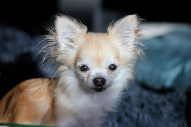 istock Rainy the chihuahua 1543937162