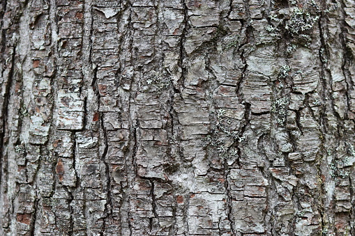 Close up of alder tree bark