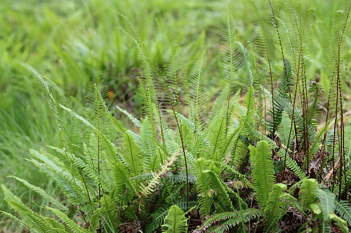 Close up of ferns in a woodland