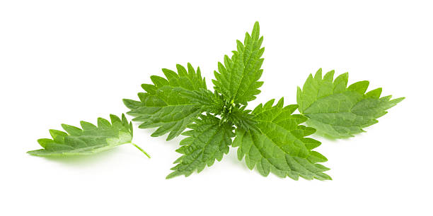 Nettle stock photo