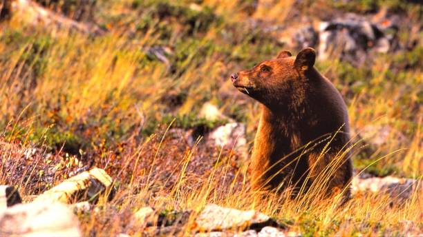 istock Black Bear - Glacier National Park - Montana 1543950280
