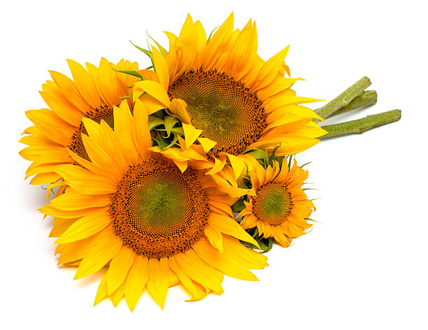 sunflowers – zdjęcie