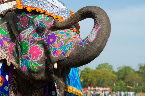 Elephants are painted in Jaipur in preparation for the celebration of Holi