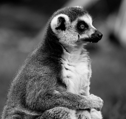 Lemur looking