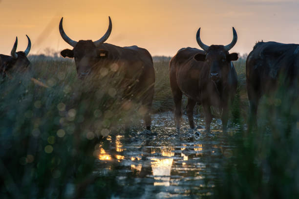 istock bulls in the Camargue area 1543969422