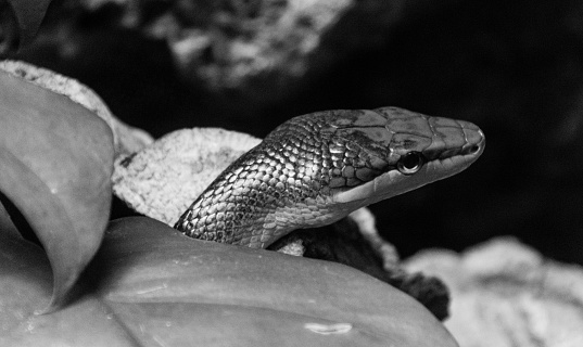 Snake in the wild close up.