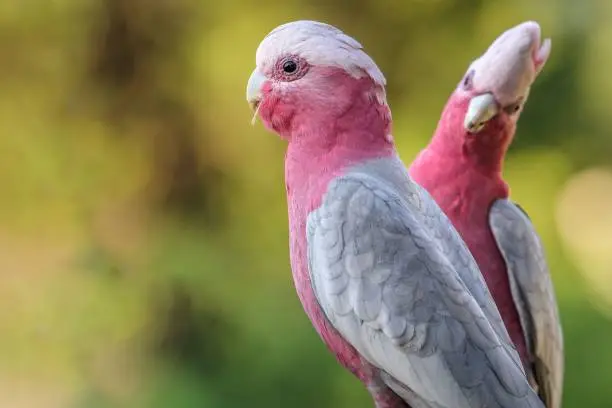 Close-up shot of two Galah birds perched in Bega, New South Wales