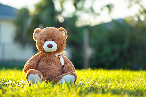 Cute brown teddy bear on white background. Toy animal doll plush stuffed sitting in the studio.