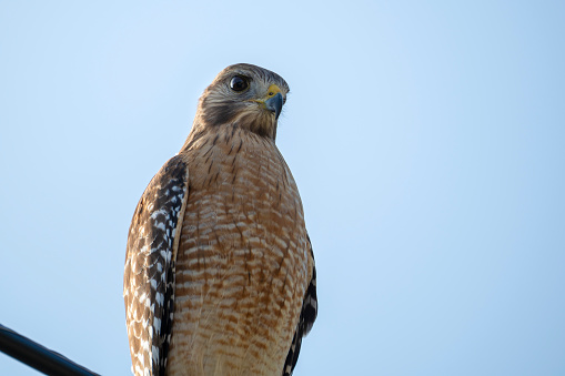 A portrait of a red tailed hawk (Buteo jamaicensis).