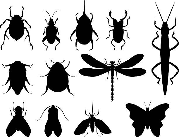 Insects vector art illustration