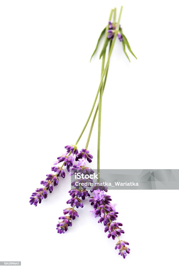- Lavendel - Lizenzfrei Blume Stock-Foto