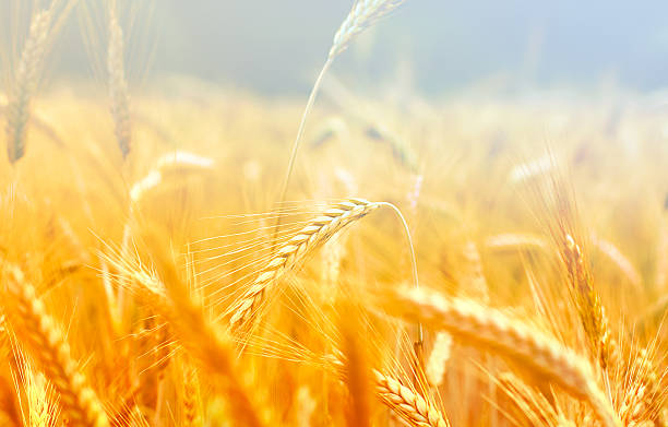 istock Spikelets of wheat in the sunlight 154400174