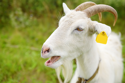 Domestic goat with a tag on its ear in the meadow on a sunny summer day. Portrait of white goat a close-up. Growing livestock is a traditional direction of farming. Animal husbandry