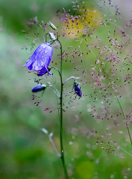 Bluebell flower surrounded by grass with red seedpods