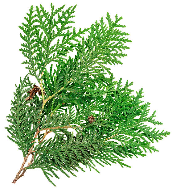 istock Thuja twig isolated on white, closeup view 154403530